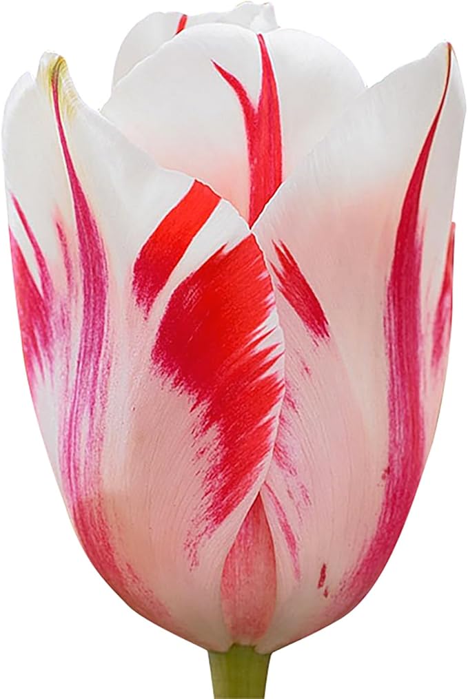 5 Sorbet Tulip Bulbs – Single Late Tulip – Striking White Blooms with Red Flame – Large Flowering Perennial Tulips for Spring Gardens – Easy to Grow & Hardy