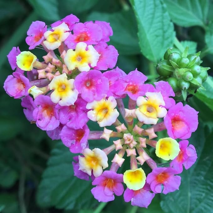 2 Trailing Lantana Plants Live, Lantana Live Plants for Planting Outdoors Between 5 and 7 Inc Long Garden (Purple)
