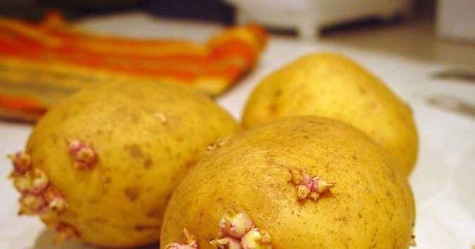 Simply Seed ™ - 2 LBs - Naturally Grown - Yukon Golds - Non GMO - Ready for Planting! - American Raised