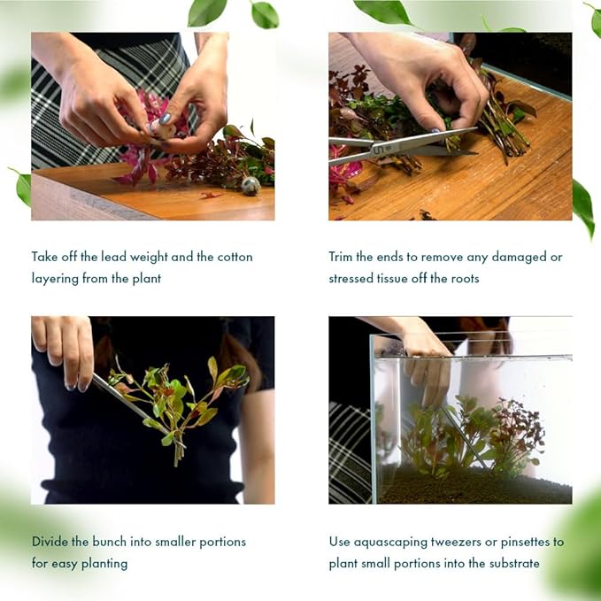 SubstrateSource Live Plant - Ludwigia Ovalis - Easy Care, Moderate to High Light, Green to Orange Accent, Freshwater Aquatic Plant for Aquascaping - Lead Bunch