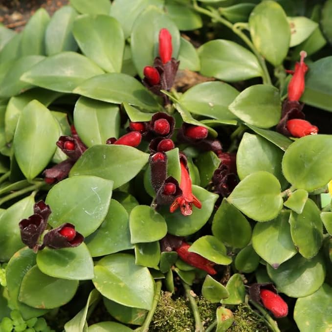 Scarlet-Red Lipstick Plans Live Houseplants in Pot, Aeschynanthus Red Flower Vine Décor Office, Desk Indoor Outdoor Growing