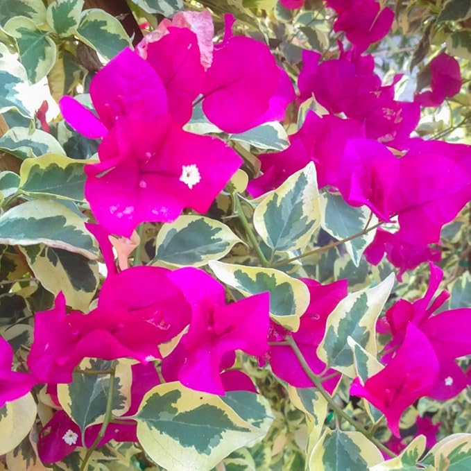 2 Bougainvillea Plants Live, Trailing Flowering Vines, 5-9” Tall, Well-Rooted Bougainvillea Trees for Outdoor Garden or Patio (Raspberry Ice Bougainvillea)
