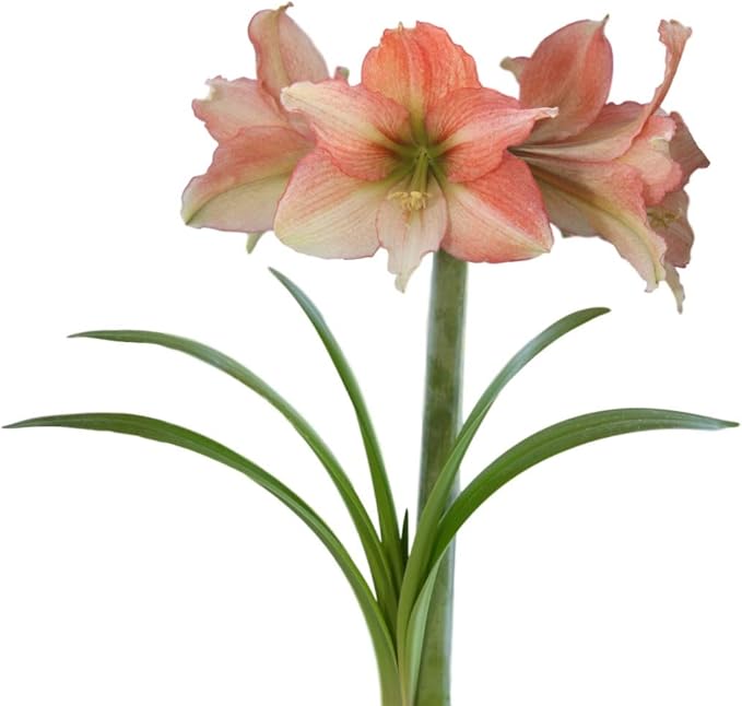 Easy to Grow Amaryllis Tinkerbell 1 Plant Bulb - Coral Pink Ruffled Flowers for Indoor Holiday & Outdoor Zones 9-11