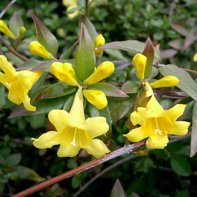 Jasmine Plant, Fragrant Jasmine Flower Vine 4-8 Inches Well Rooted for Container, Hanging Basket Growing (Vibrant Yellow)