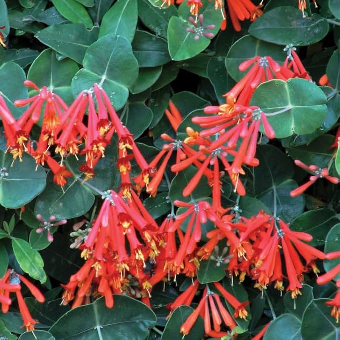 Dropmore Scarlet Climbing Honeysuckle Plant Live, Fragrant Honeysuckle Plants Vine Bushes in 2.5 Inch Pot