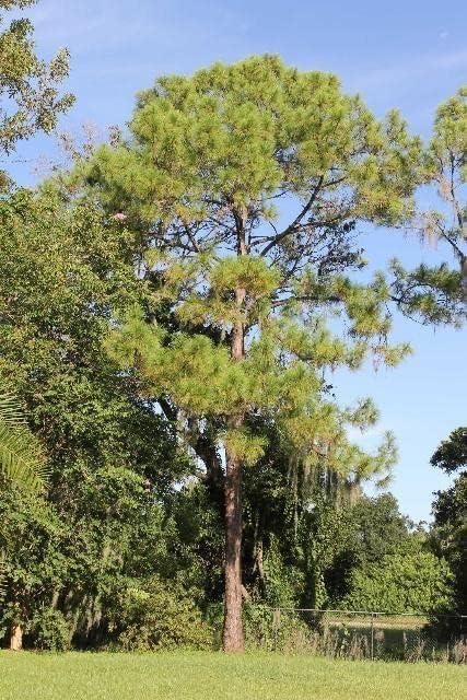 Slash Pine Tree | 40 Live Plants | Pinus Elliottii | Fast Growing Stately Shade Tree