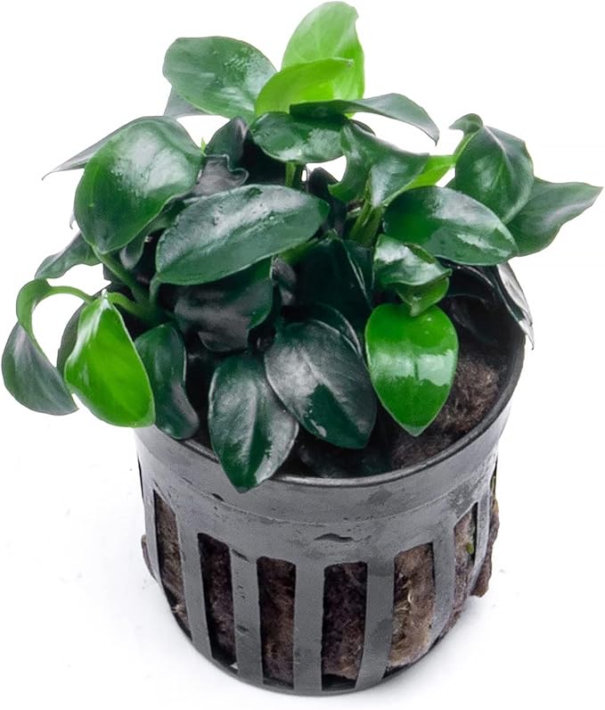 SubstrateSource Anubias Live Aquarium Plants - Potted Freshwater Plant for Fish Tanks, Terrariums - Beginner Friendly Low Light (Nana Petite, 3 Pots)