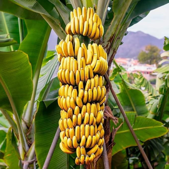 Banana Tree Gran Nain. Set of 4 Starter Live Plants (Gran Nain)