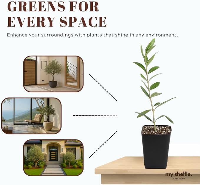 MYSHELFIE Dwarf Olive Tree Starter Plant, 2 Inch Pot, Indoor Outdoor Bonsai (5)