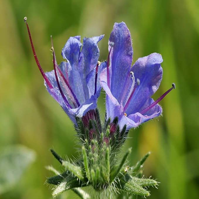 1000 Wild Vipers Bugloss Seeds Meadow Wildflower Blue Echium Vulgare Plant Seeds for Planting