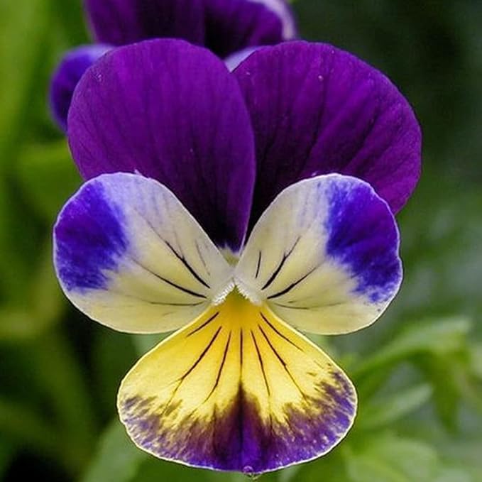 100 Johnny Jump Up Viola Seeds Wild Violet Pansy Seeds for Planting & Growing Perennial Garden Flower Seeds