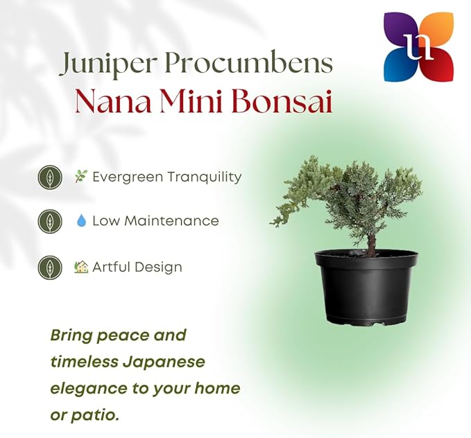 United Nursery Juniper Procumbens Nana Mini Bonsai – 6-Inch Grower Pot – 8–12” Tall – Dwarf Japanese Garden Juniper Tree – Easy-Care Evergreen Bonsai for Indoor or Outdoor Display