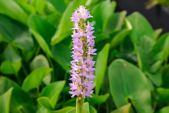 Pickerel Rush Live Pond Plant for Water Garden (Pink Pickerel Rush, 1)