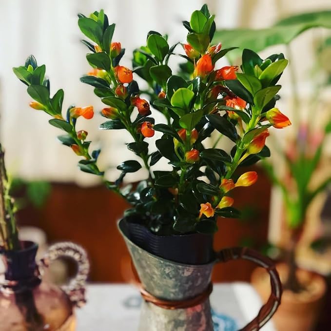 Goldfish Plant Live, Trailing Indoor Houseplant in 4 Inch Pot for Hanging Planters