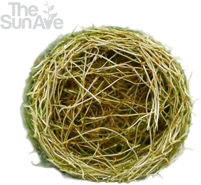 Dwarf Hairgrass Parvula Mini Tissue Culture Live Aquarium Freshwater Plants Decoration