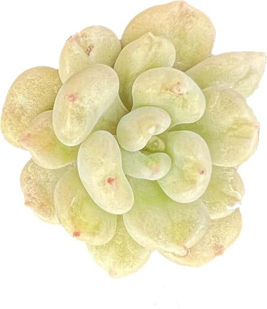 Sprout N Green Echeveria Bill Gates sp., Rare Live Succulent Plant Fully Rooted in 2" Planter with Soil, Home Office Indoor Outdoor Wedding Decoration DIY Projects Party Favor