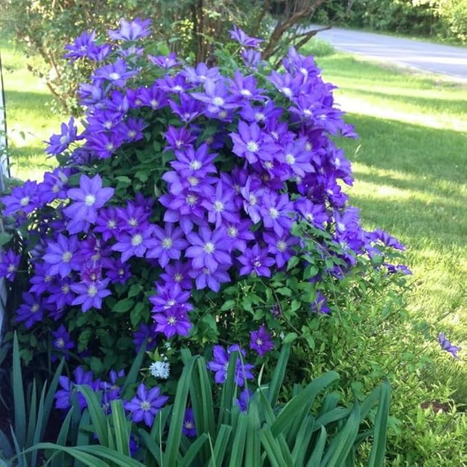 Blue Purple Clematis Vine Plants Live in Pot, 8 Months Old Seedlings Climbing Flowering, Outdoor Trellis Fences, Cold Hardy