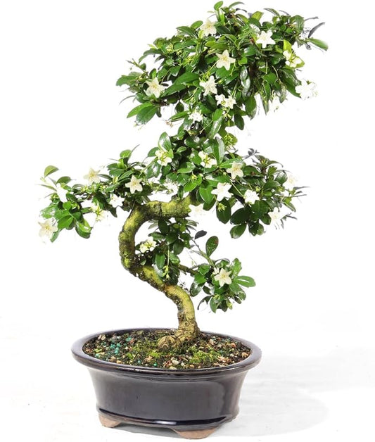 Brussel's Bonsai Live Fukien Tea Bonsai Tree - Medium, 9 Year, 8 to 12 inches Tall - Indoor Bonsai Tree Live with Ceramic Bonsai Pot