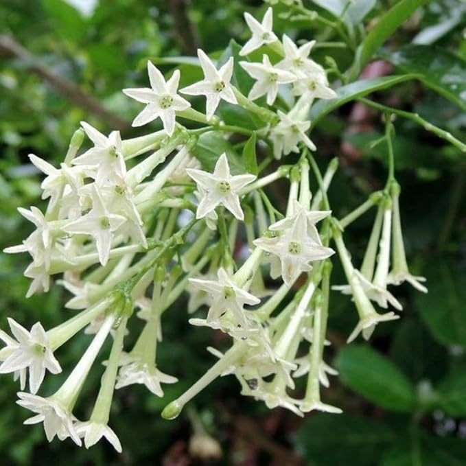 Night Blooming Jasmine Plants Live, Arabian Jasmine Plant Indoor, Fragrant Jasmines Flowers Vine 4 to 7 Inch