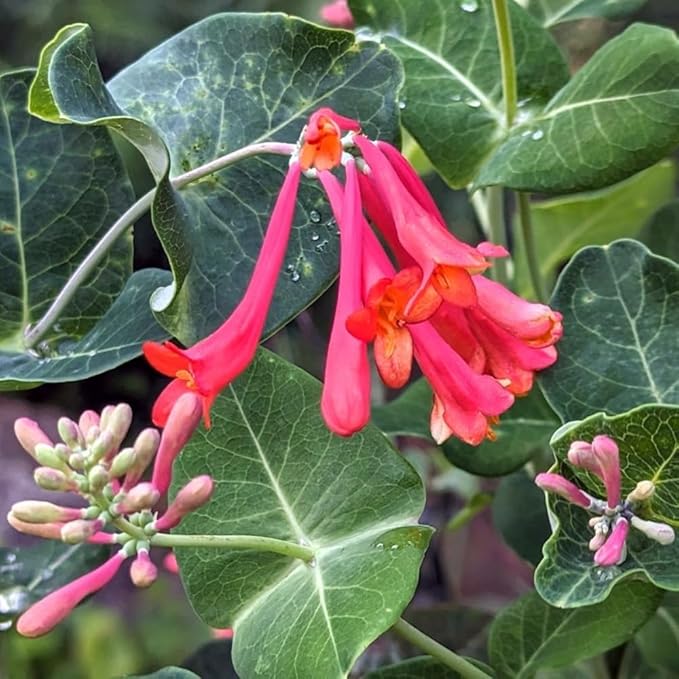 2 Mix Honeysuckle Plants Live, Fragrant Honeysuckle Climbing Vine for Garden, Trellis, or Fence, Starter Plugs 4-8 Inch (Red Blooms)