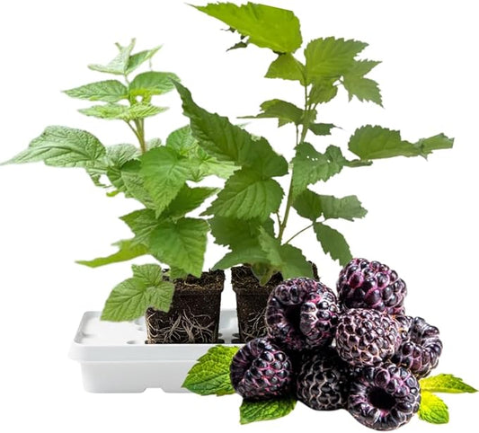Set 2 Glencoe Thornless Raspberry Plants Live, Raspberry Trees Live Plants, Raspberry Seedlings, 5-9 Inc, Raspberry Fruits Trees