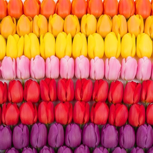Boldyrev's Colorful Blend Tulip Garden - Mix of Pink, Yellow, Orange, Purple and Red Tulips - Stunning Perennial Flowers Bloom Each Spring - Darwin Hybrid Tulips (25 Bulbs)
