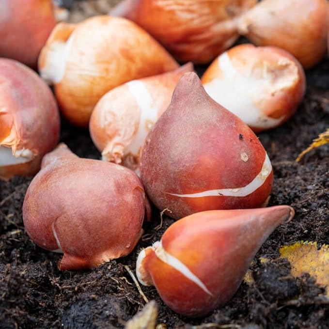 50-Pack Bulk Mixed Tulips Flower Bulbs - 50 Bulbs per Pack - Good as Cut Flowers - Perennializing - Easy to Grow Live Plants - Outdoor Garden - Pack of Colorful Spring Blooms – Fall Planting
