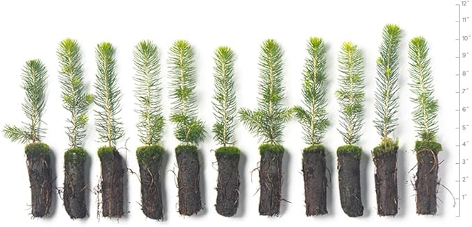 Norway Spruce Tree Seedlings Plugs | 6"-12" | Arbor Day Foundation (10-Pack)