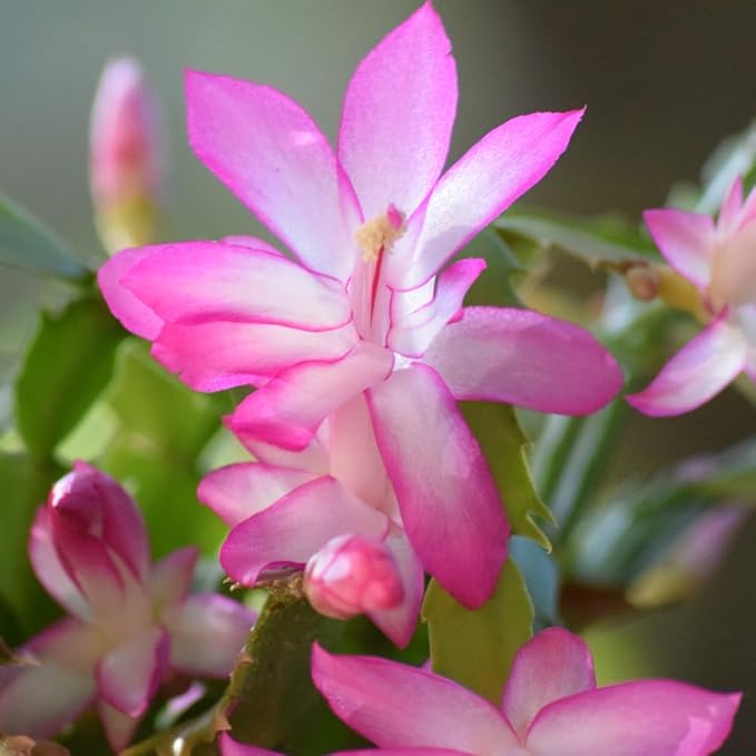 2 Live Pink Christmas Cactus Plants, Pink Christmas Cactus Plants Live, 4 to 6 Inch, Bare Root, Perennial Flower Holiday Succulent Plant, No Pot