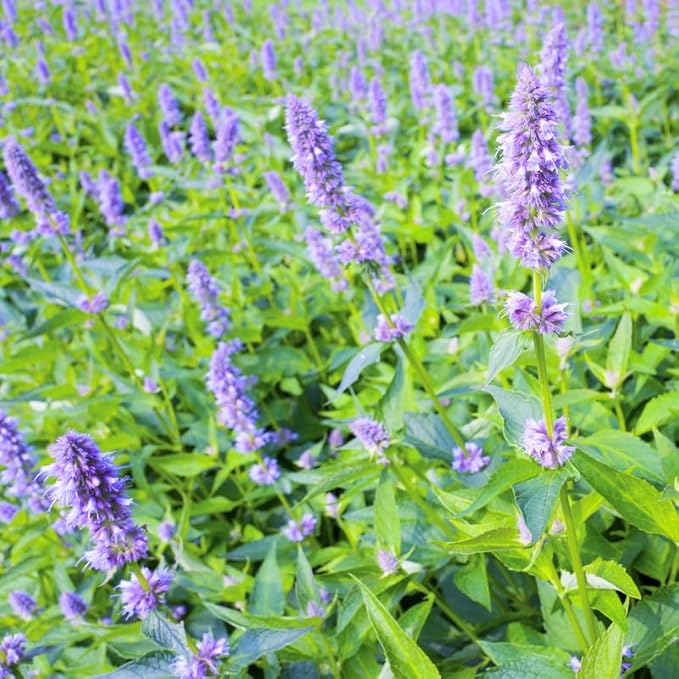 Greenwood Nursery: Live Perennial Plants - Agastache Blue Fortune + Giant Hyssop - [Qty: 1x Pint Pot] - (Click for Other Available Plants/Quantities)