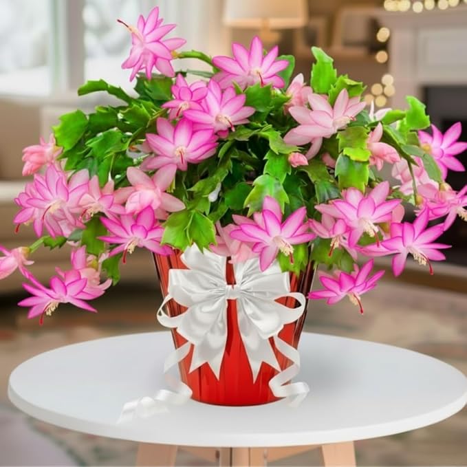1 Thanksgiving Christmas Cactus Plants Live in 4" Pot, Houseplant Holiday Cactus, Vibrant Single Color Blooms Indoor Outdoor, Zygocactus Like, Winter Hardy (Light Pink)