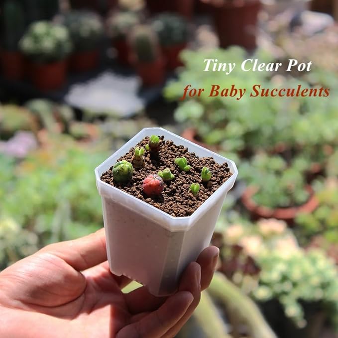 BangQiao 120 Pack Small 2.70 Inch Clear Plastic Square Nursery and Seedling Pot Container, Seed Starting Transplant Planter with Drain Hole for Germination