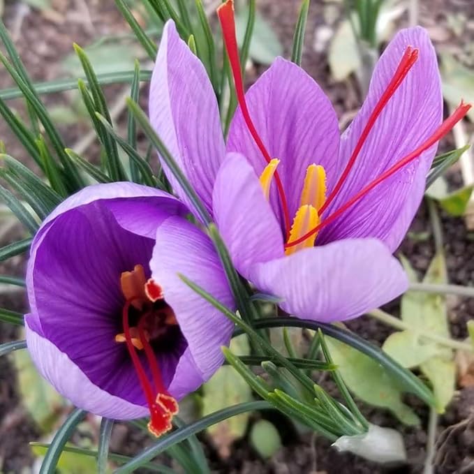 Saffron Crocus Bulbs - Long Lasting, Enhance Garden with Exquisite Flavor | Harvest Spice at Home - Low Maintenance & Easy to Grow - Autumn Bloomers (100 Pack)