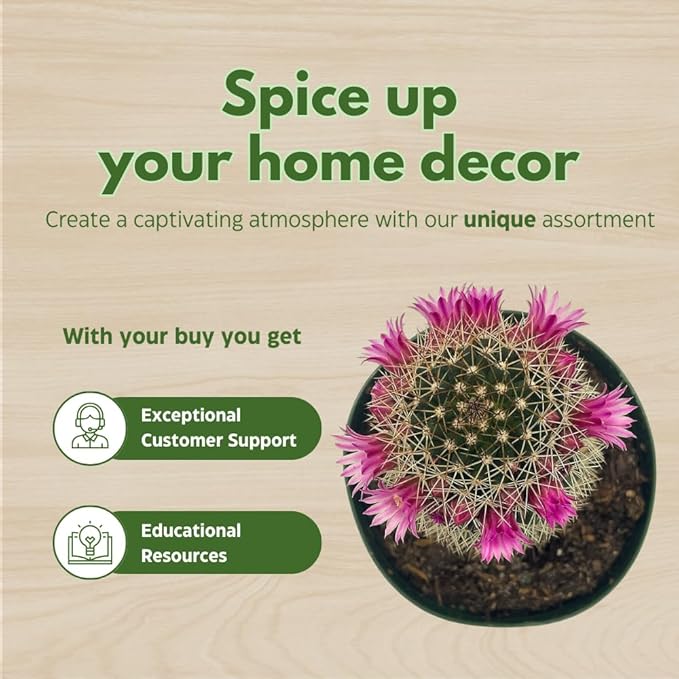 BubbleBlooms Cactus Assortment, 4 inch Set of 3, Best-Sellers Most Popular Cacti Variety