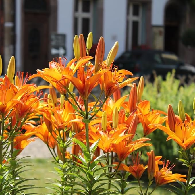 3 Wild Orange Daylily Bulbs for Planting, Reblooming Daylilies Roots, Hardy Perennial Flowers Bulbs, Gardens and Borders Planting