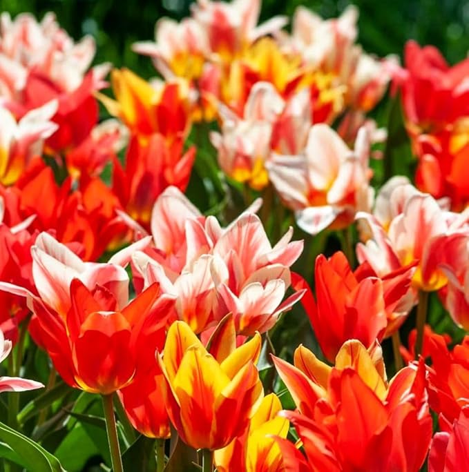 Tulips Lily Flowering Mixture Tulip Pink Red White Yellow Plant Bulbs Spring Flowering Gardens Size 12+ (100, Lily Flowering Mixture)
