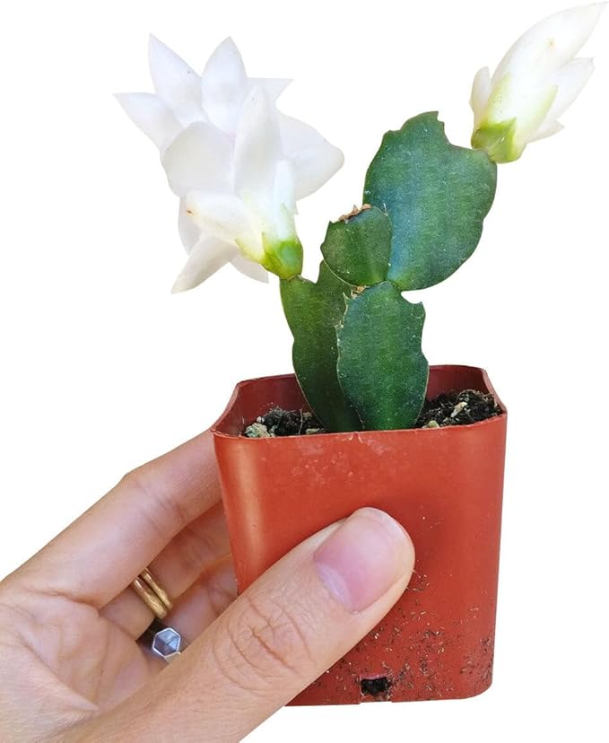 Christmas Cactus Thanksgiving Cactus (2 inch + Plastic Pot) - Red/Pink/White Zygocactus - Holiday Decorating with Cacti and Succulents - Christmas Gift Ideas 2025