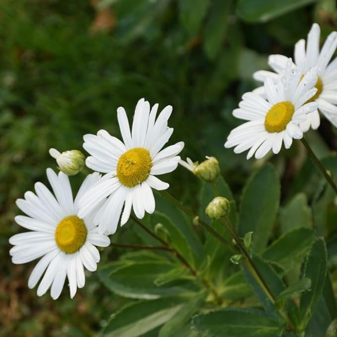 White Daisy Plant, 3 to 6 Inch Daisies Flowers Live Plants, Perennial White Daisy Plants Well Rooted Plug for Outdoor Garden