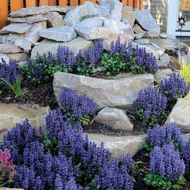 Ajuga Reptans Bronze Beauty | 3 Live Plants | Carpet Bugle | Cold Hardy Shade Tolerant Low Maintenance Groundcover