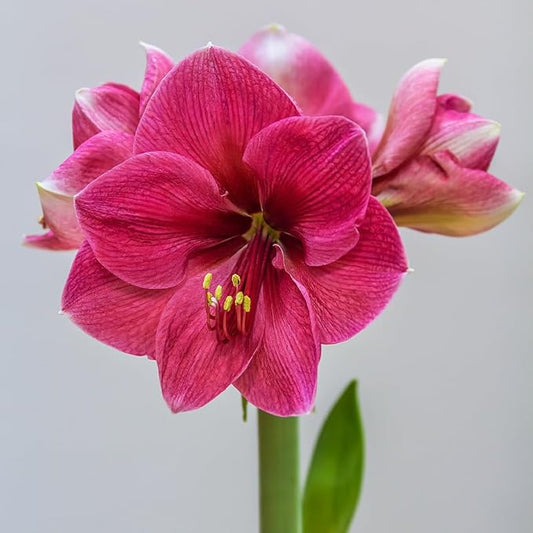 Ice Pink Amaryllis Bulb by Horn Canna Farm | Large Indoor Flower Bulb for Winter Growing | Bright Hot Pink Blooms