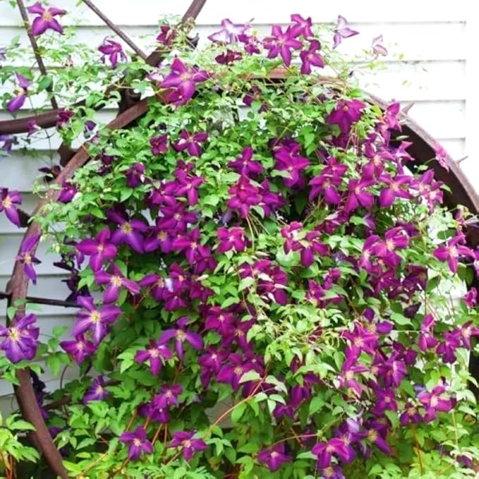 Random Clematis Vine Plants Live in Pot, 8 Months Old Seedlings Climbing Flowering, Outdoor Trellis Fences, Cold Hardy