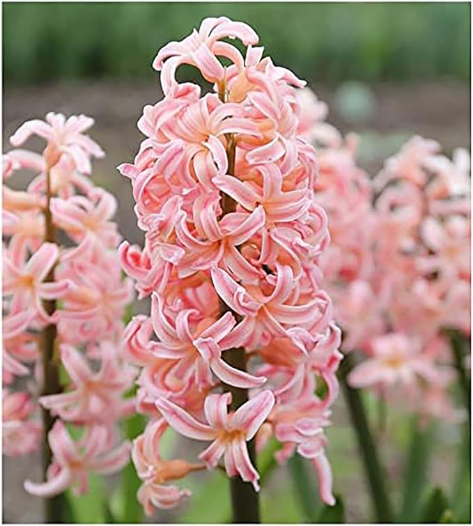 5 Gypsy Queen Hyacinths - Bare Root Bulbs Bulbs Only
