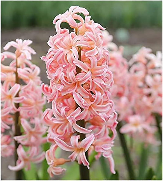 5 Gypsy Queen Hyacinths - Bare Root Bulbs Bulbs Only
