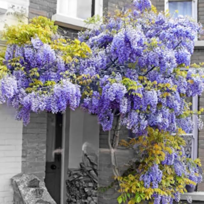 Wisteria Live Plant Seedling Tree in Pot, Dormant, Well-Rooted, 6-12" in Tall, Cold Hardy, Purple Blue Wistera
