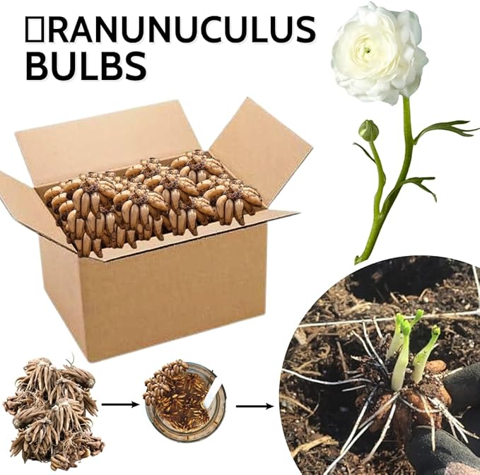 30 Ranunculus Bulbs for Fall Planting, Butterfly Ranunculus Corms, Peony Ranunculus Flower Bulbs for Garden, Vibrant Blooms in Spring (White Ranunculus)