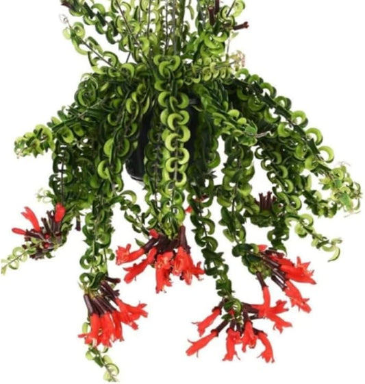 Curly Twister Lipstick Plans Live Houseplants in Pot, Aeschynanthus Red Flower Vine Décor Office, Desk Indoor Outdoor Growing