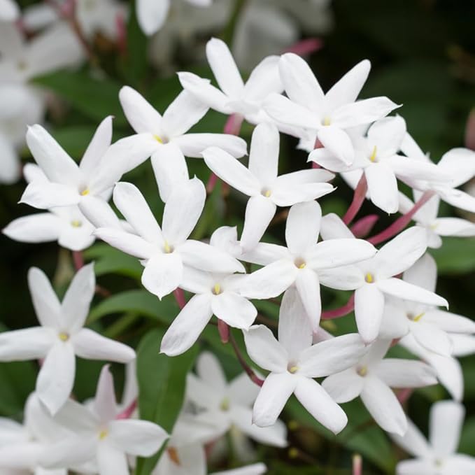 Jasmine Plant, Fragrant Jasmine Flower Vine 4-8 Inches Well Rooted for Container, Hanging Basket Growing (White)