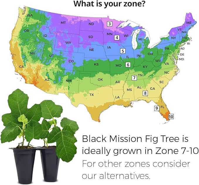 Fig Tree Black Mission Live for Sale (4 Pack) | Easy to Grow Plants | Edible Fruit Plant for Sustainable Living | Grow Your own Food on Your Edible Organic Garden| Live for Planting| 2 inch Pot