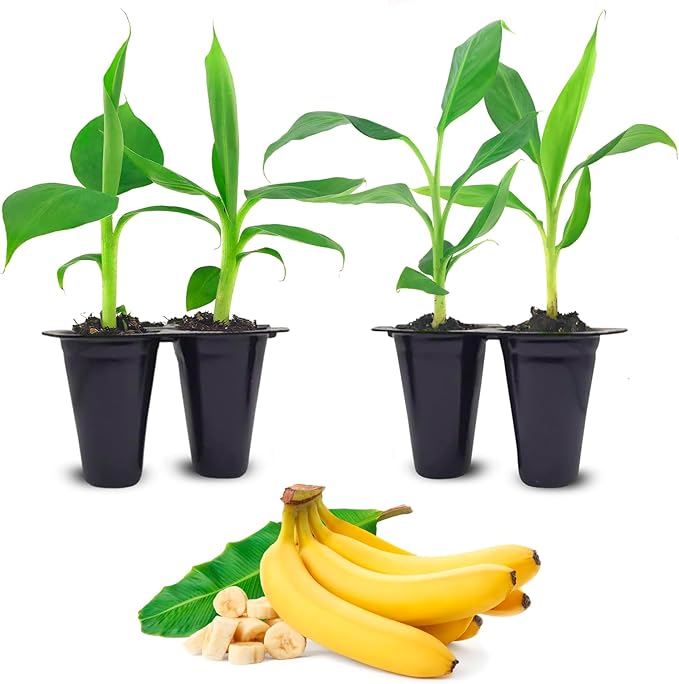 Banana Tree Gran Nain. Set of 4 Starter Live Plants (Gran Nain)