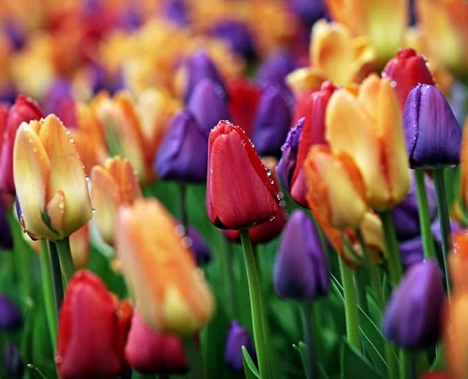 Mix Triumph Tulips 10 Bulbs for Fall Planting Colorful Flower Tulipa Darwin Hybrid Changing Colors Mixture Size 12+ 4 Varieties to Choose (Emperor Mixture, 10, Mix Color)